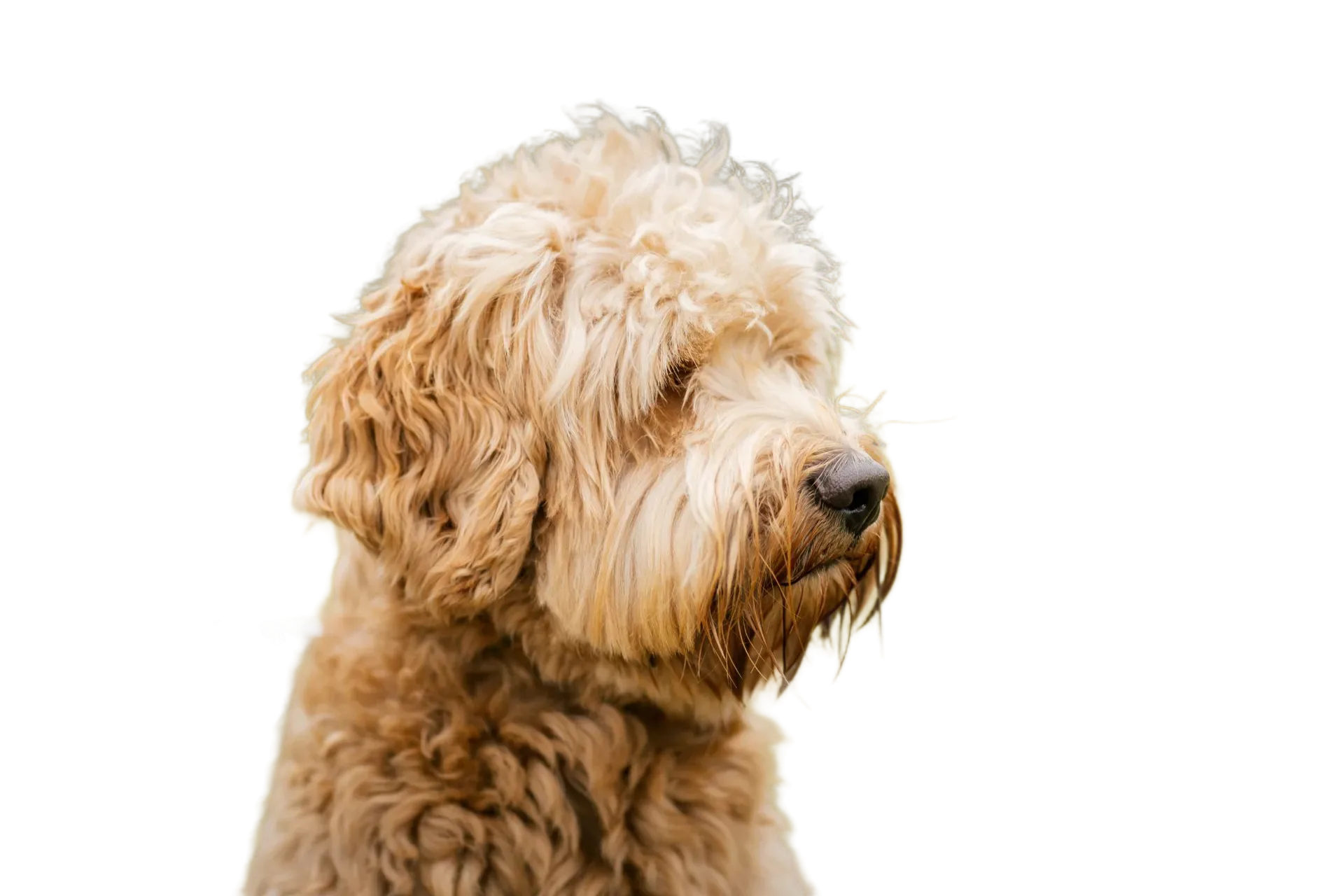 puppy cut-out