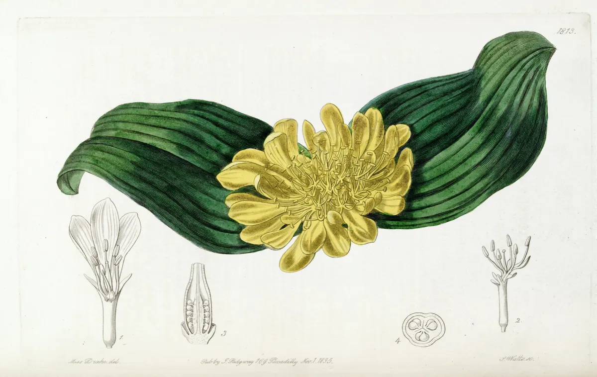 A botanical plate with a yellow flower and green leaves, clean