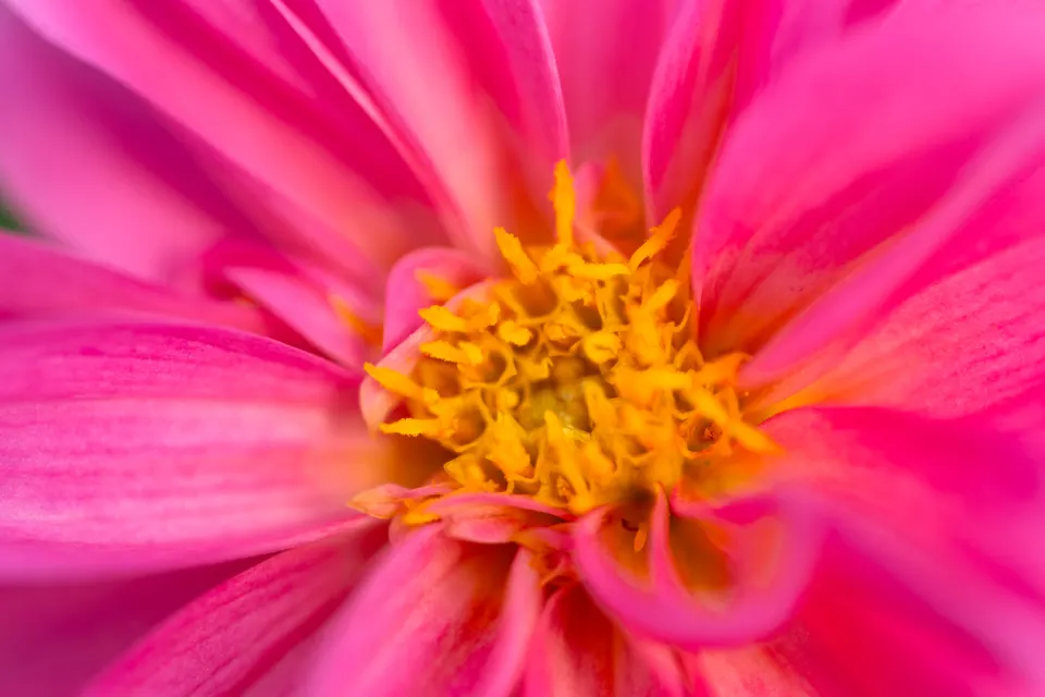 A pink flower close-up with your text on it