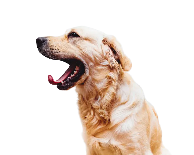 Retriever cut out on a transparent background