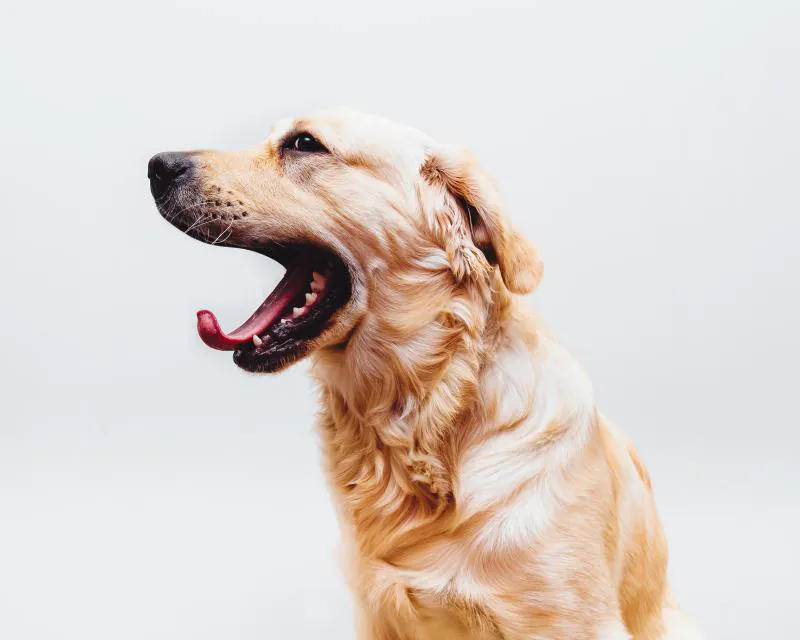 Retriever: the original photo