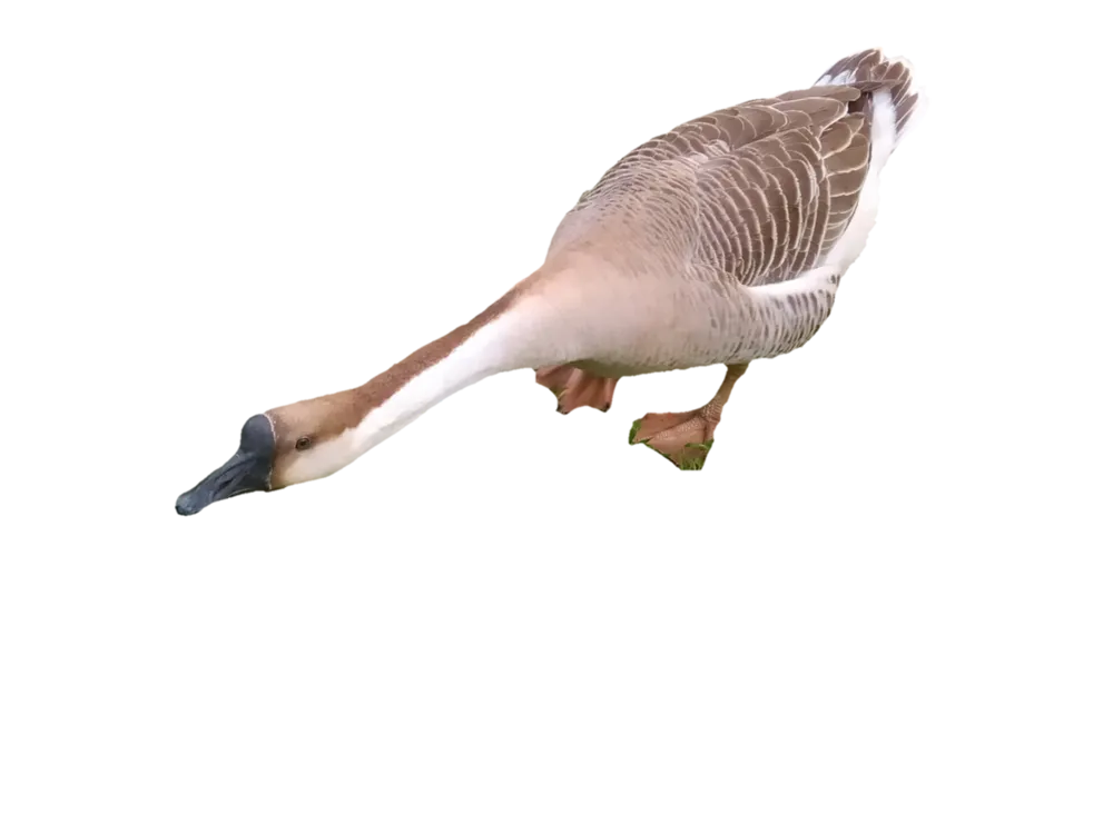 The goose cut out on a transparent background
