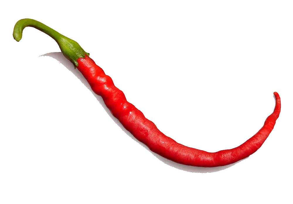 The chilli pepper cut out on a transparent background
