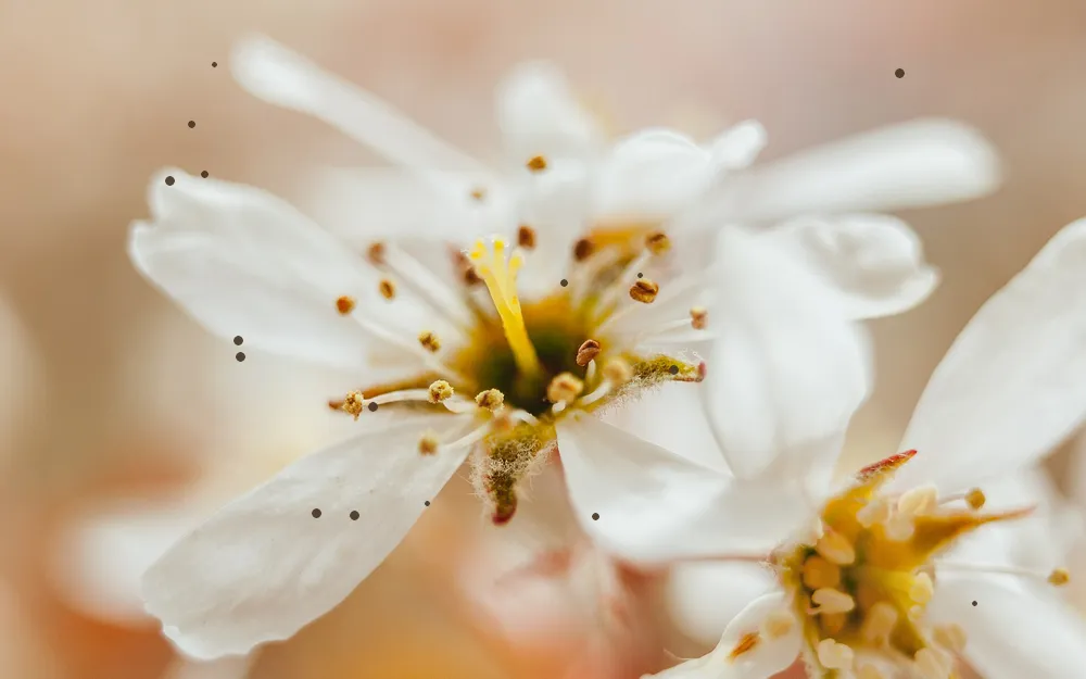 A white blossom with small dust spots across the petals