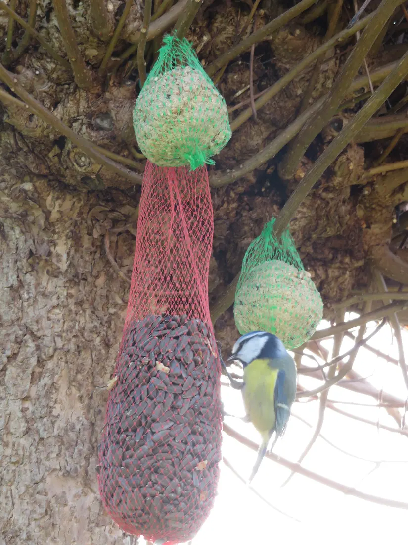 A blue tit at a feeder, with the bird, seed feeder and fat balls each outlined